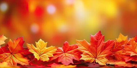 Naklejka na ściany i meble Autumn horizontal banner with a frame of bright red and yellow maple leaves on blurred background. For any autumn advertising projects.