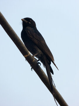Black drongo (Dicrurus macrocercus) perched on a metal pole, New Delhi, India