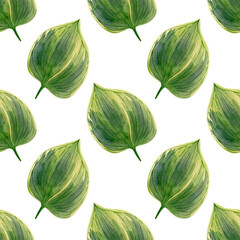 Seamless hosta swamp leaves pattern. Watercolor background with botanical illustration of green leaf for wallpapers, textile, decor design