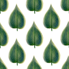 Seamless hosta Halcyon leaves pattern. Watercolor background with green leaf illustration for wallpapers, textile, decor design