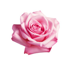 Beautiful single pink rose isolated on transparent background.