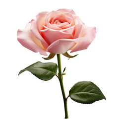 Beautiful single pink rose isolated on transparent background. Gorgeous flower for your design.