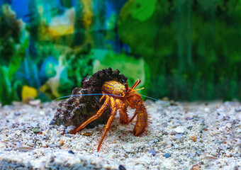 Red hermit crab in shell in aquarium. Dardanus megistos or white spotted hermit crab