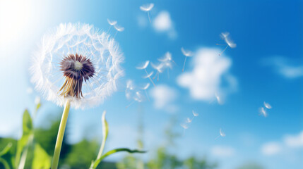 A close up of a dandelion with a blue sky