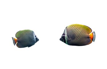 Red tailed butterflyfish isolated on transparent background. Chaetodon collare fish cutout icon