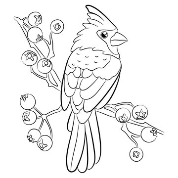 recommend clip art: The red cardinal bird sits on a branch. Black and white illustration. Coloring book for children.