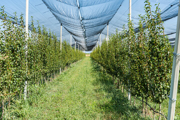 Rows of apple trees in an orchard, Georgia