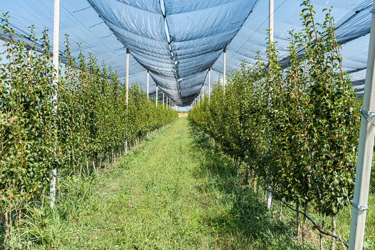 Rows of apple trees in an orchard, Georgia
