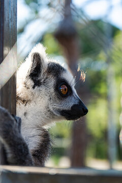 Close-up of a lemur holding a wooden post in a zoo