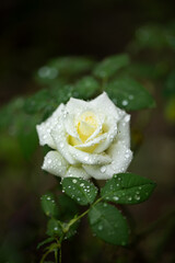 white roses in raindrops in the garden