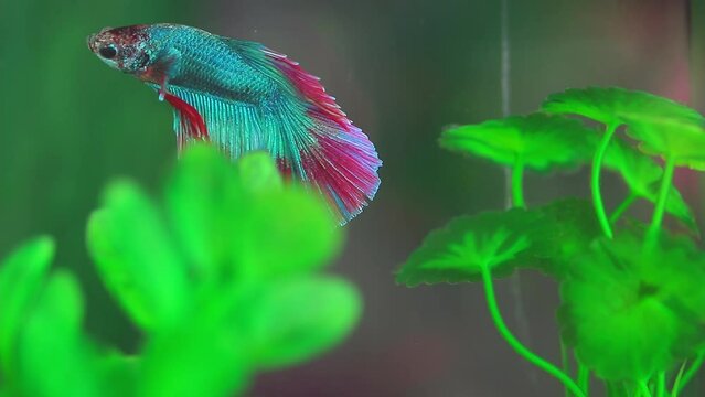 A cockerel fish swims in an aquarium. Beautiful colorful fish, Siamese betta or betta.
