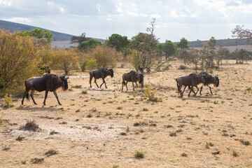 Safari through the wild world of the Maasai Mara National Park in Kenya. Here you can see antelope, zebra, elephant, lions, giraffes and many other African animals.