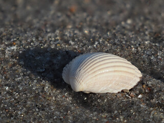 White seashell on the beach in the evening sun
