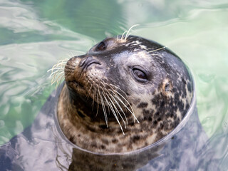 Harbor seal looking out of the water