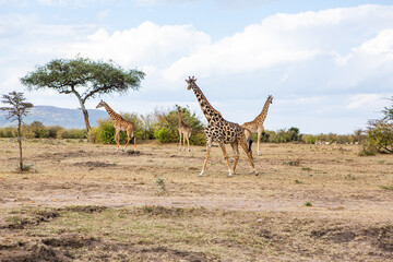 Obraz premium Safari through the wild world of the Maasai Mara National Park in Kenya. Here you can see antelope, zebra, elephant, lions, giraffes and many other African animals.