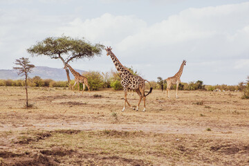 Safari through the wild world of the Maasai Mara National Park in Kenya. Here you can see antelope, zebra, elephant, lions, giraffes and many other African animals.