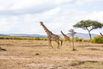 Safari through the wild world of the Maasai Mara National Park in Kenya. Here you can see antelope,...
