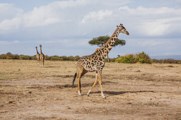Safari through the wild world of the Maasai Mara National Park in Kenya. Here you can see antelope, zebra, elephant, lions, giraffes and many other African animals.
