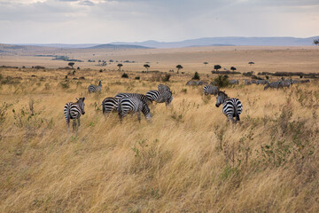 Safari through the wild world of the Maasai Mara National Park in Kenya. Here you can see antelope,...
