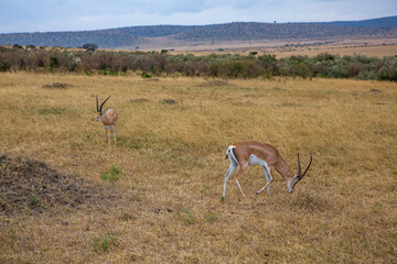Fototapeta premium Safari through the wild world of the Maasai Mara National Park in Kenya. Here you can see antelope, zebra, elephant, lions, giraffes and many other African animals.