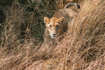 Safari through the wild world of the Maasai Mara National Park in Kenya. Here you can see antelope, zebra, elephant, lions, giraffes and many other African animals.