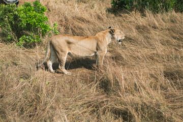 Safari through the wild world of the Maasai Mara National Park in Kenya. Here you can see antelope, zebra, elephant, lions, giraffes and many other African animals.