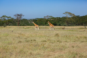 Safari through the wild world of the Maasai Mara National Park in Kenya. Here you can see antelope, zebra, elephant, lions, giraffes and many other African animals.