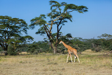 Safari through the wild world of the Maasai Mara National Park in Kenya. Here you can see antelope,...