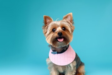 Photography in the style of pensive portraiture of a funny yorkshire terrier wearing a bandage against a pastel or soft colors background. With generative AI technology