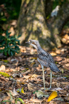 Little Bush Stone-Curlew (Burhinus grallarius) standing in Wood, Malanda, Queensland, Australia.