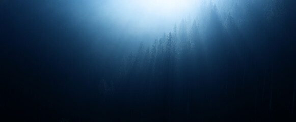 Enchanted Night: Misty Coniferous Forest in the Mountains