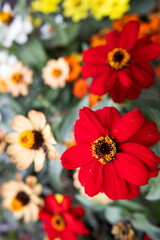 wild flowers of various colors