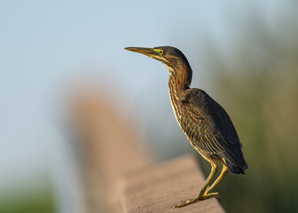 Green Heron on Boardwalk Railing