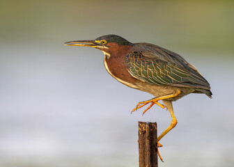 Green Heron Perching