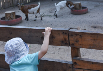 child watching animals behind fence