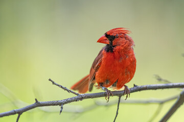 red cardinal on a branch