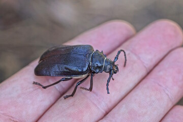 one large brown black beetle sits on the fingers on the hand on the street