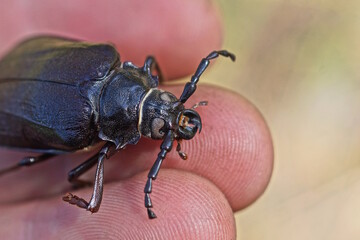 one large brown black beetle sits on the fingers on the hand on the street
