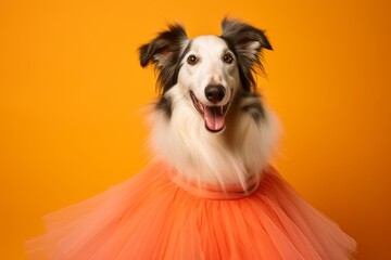 Lifestyle portrait photography of a smiling borzoi wearing a tutu skirt against a bright orange background. With generative AI technology