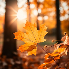 golden autumn leaves at sunset