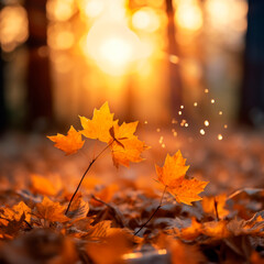 golden autumn leaves at sunset