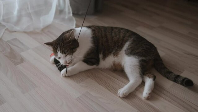 Funny beautiful cat playing in the house on the floor with a mouse. High quality FullHD footage