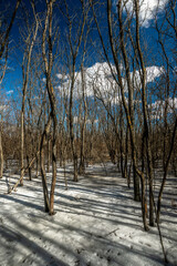 Mystical frozen lake at sunset. Sand and dried old trees