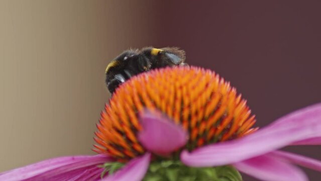 A macro close-up shot of a bumblebee on an orange cone flower collecting nectar.