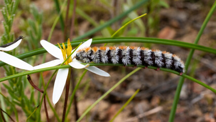caterpillar feeding on a flower