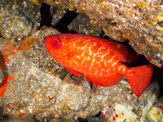 水中洞窟にいる美しいゴマヒレキントキ（キントキダイ科）他。

日本国静岡県伊豆半島賀茂郡南伊豆町中木から渡し船で渡るヒリゾ浜にて。
2023年9月9日水中撮影。
