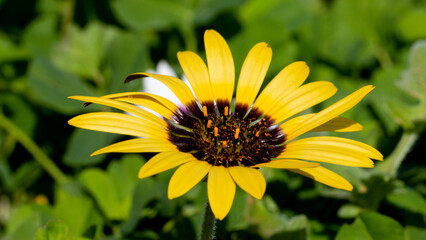 Yellw wild flower in full bloom.