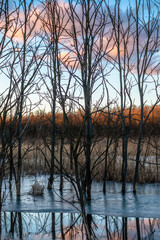 Sunset in forest with frozen lake. Naked tress, red sunset. 