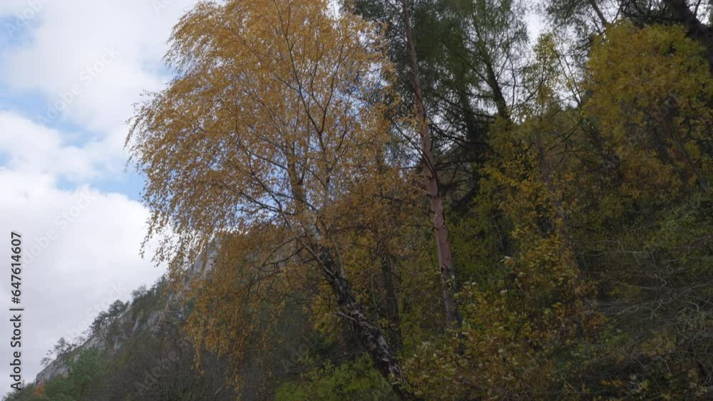 Poster view from the bottom up of the mountain river, continuing with the tall trees in autumn colors swayi