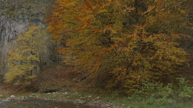 A tree in all the colors of autumn, gently swaying in the wind, stands next to a rock beside a calm mountain river.